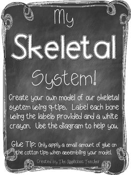 Skeletal System Model