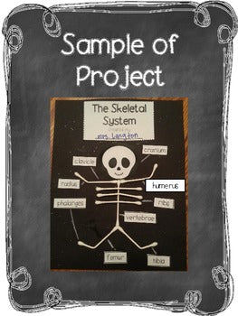 Skeletal System Model