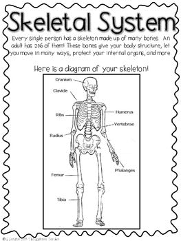 Skeletal System Model